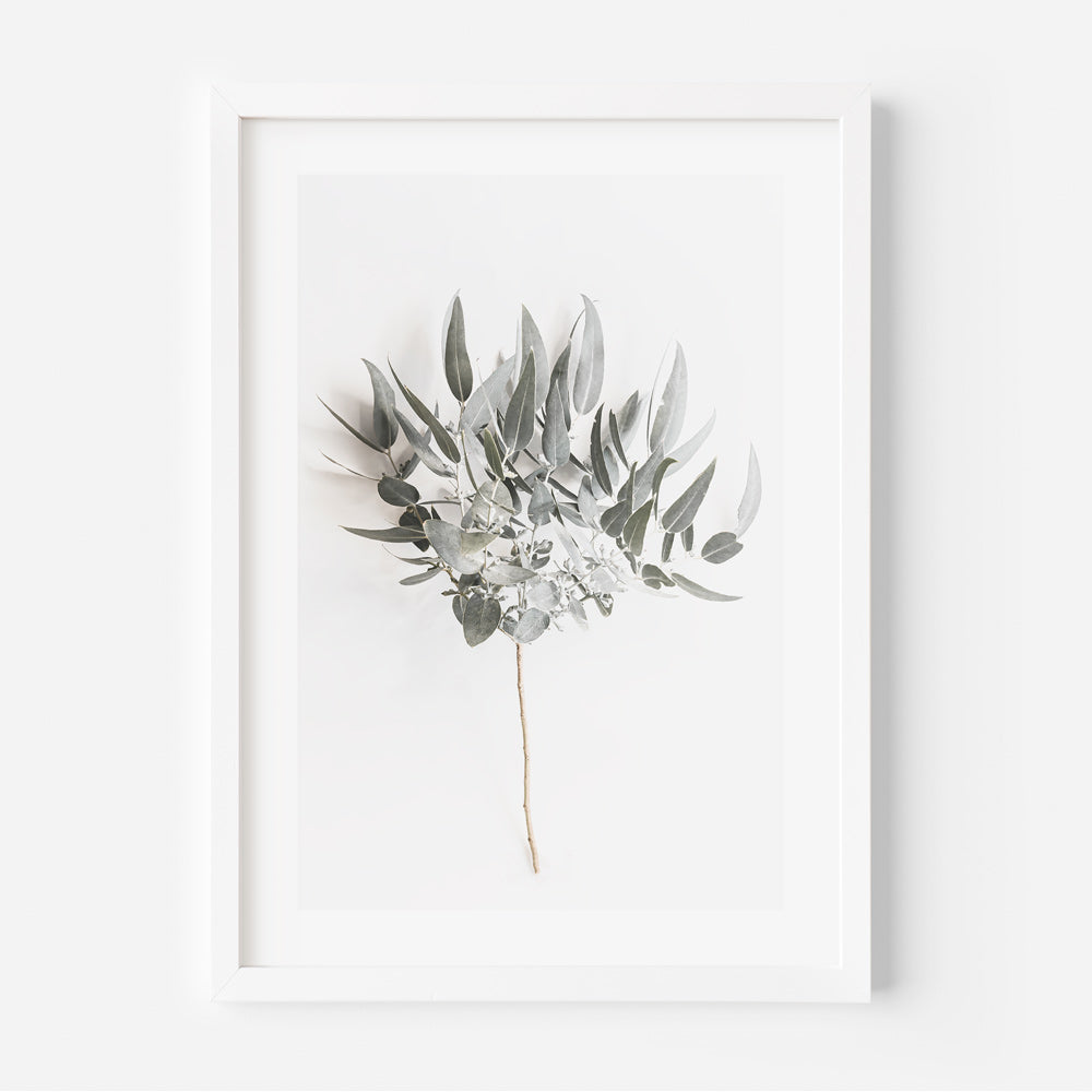 Eucalyptus Branch Art Print