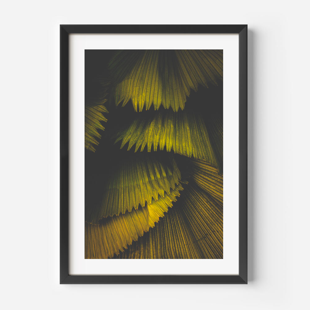Fan Palm II Singapore Art Print