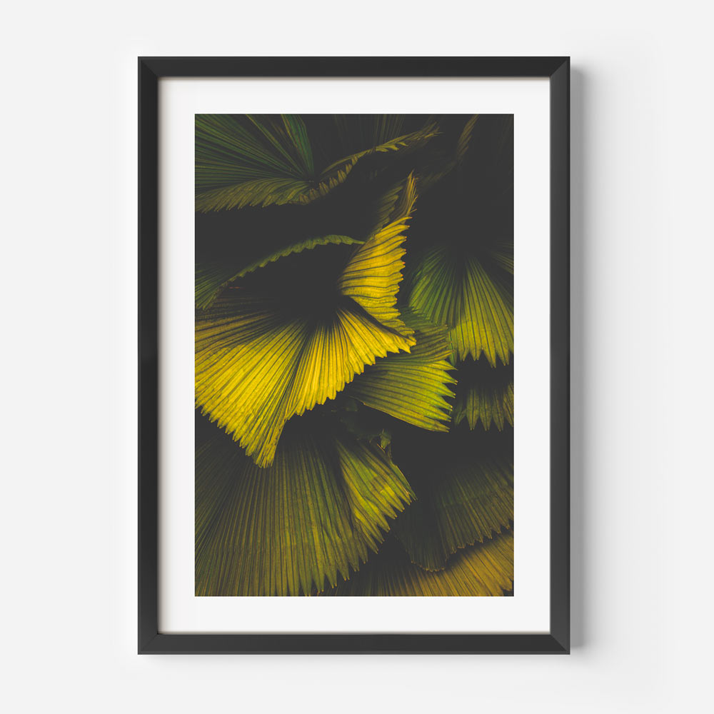 Fan Palm I Singapore Art Print