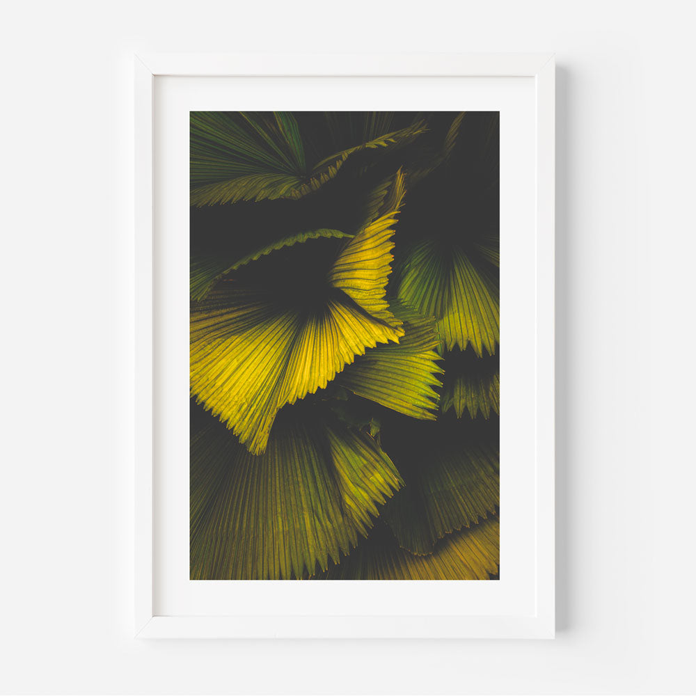 Fan Palm I Singapore Art Print