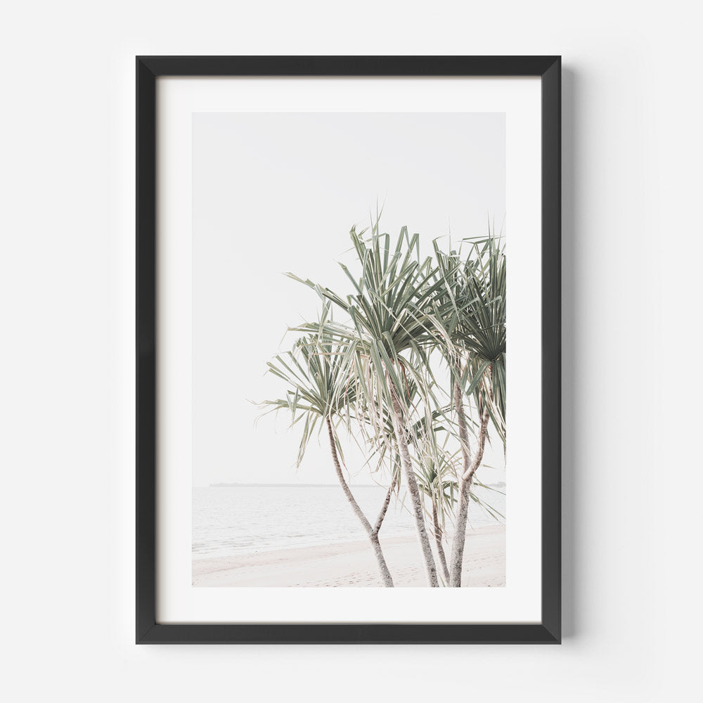Black framed Pandanus palm tree at sunset on Mindil Beach captured in soft tones for coastal wall art display.