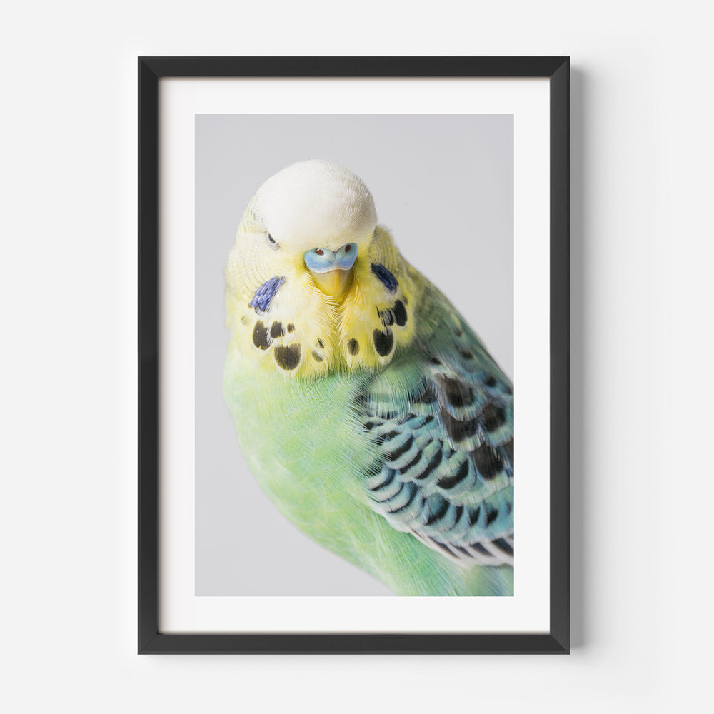 Green Whitecap Budgerigar Art Print