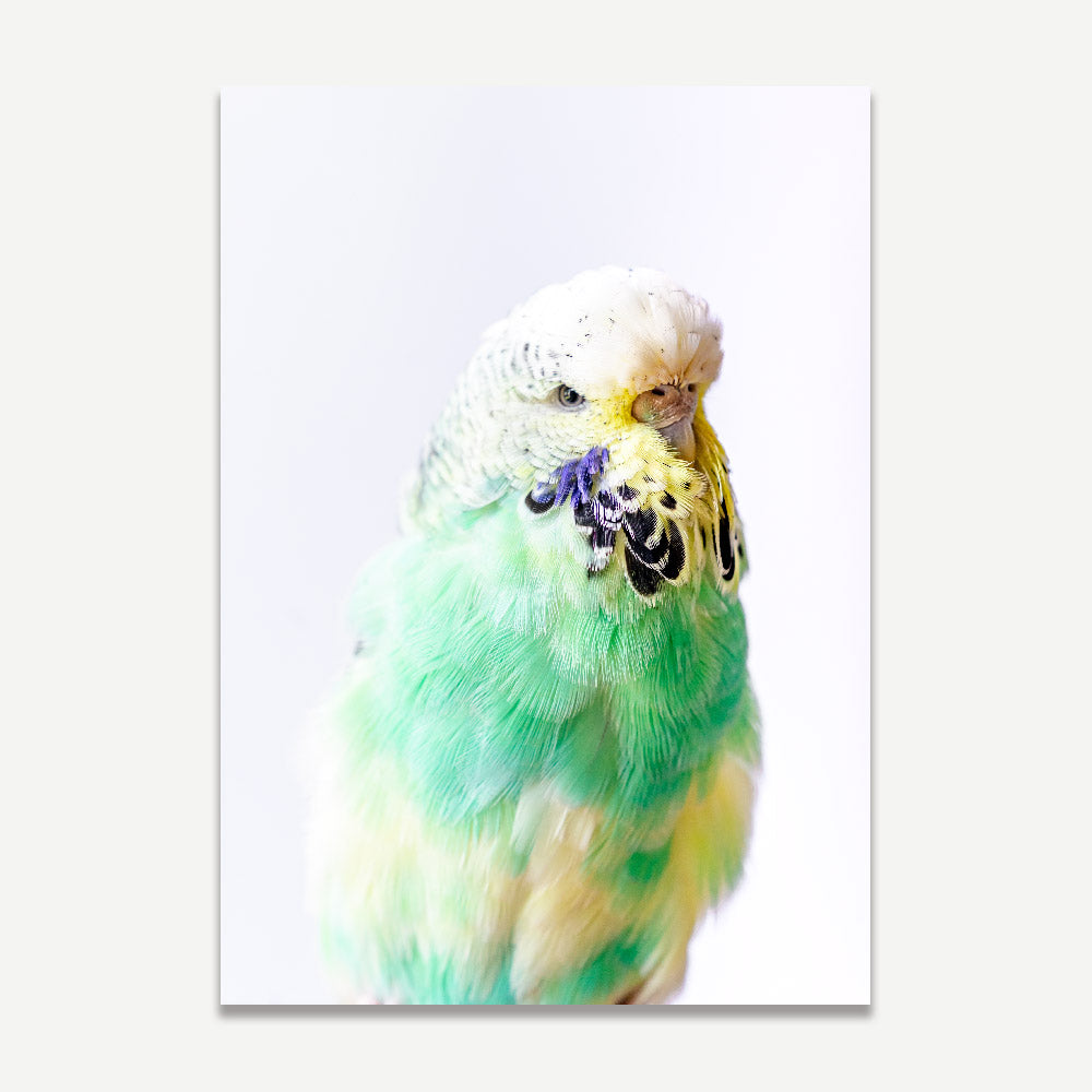 Set of 2 Art Prints - Seafoam & Pied