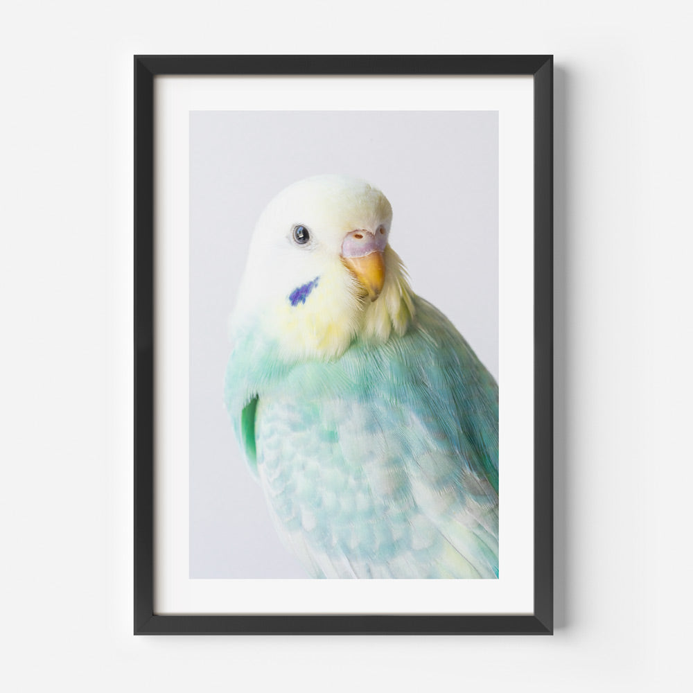 Avian Fine Art Print: Breathtaking poster showcasing RB Seafoam budgerigar, suitable for fine arts and wall decor.