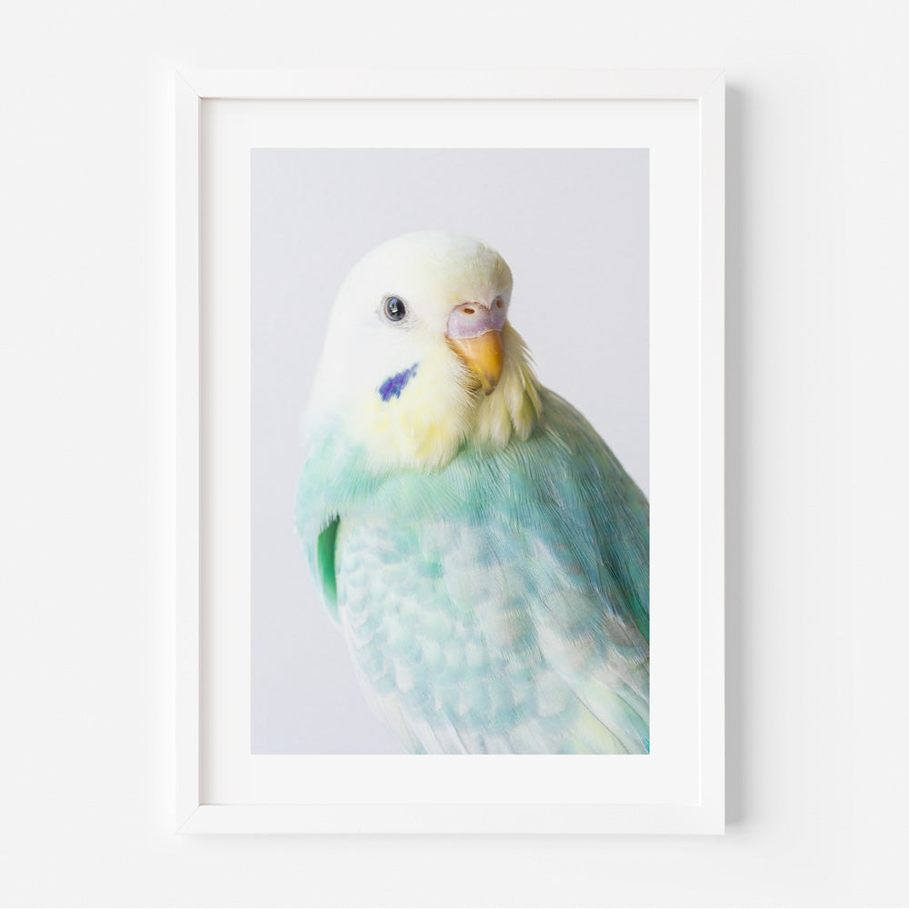 Seafoam Budgerigar Photo: Stunning image capturing the beauty of RB Seafoam budgerigar, perfect for wall art and home decor.