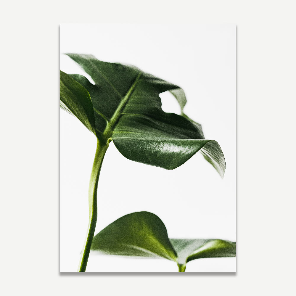 Green Monstera Art Print