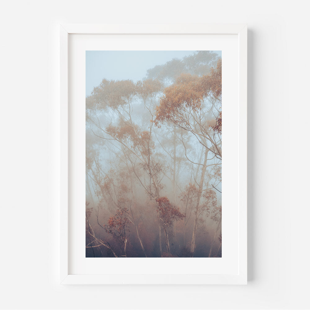 A framed photograph of eucalyptus trees partially shrouded in mist, with a white frame and a clear glass cover.
