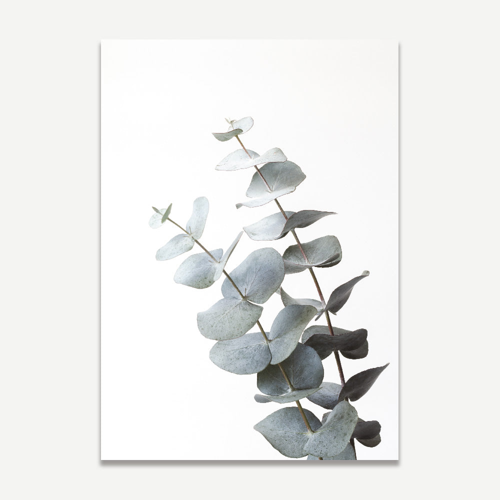 Gum Leaves III Art Print
