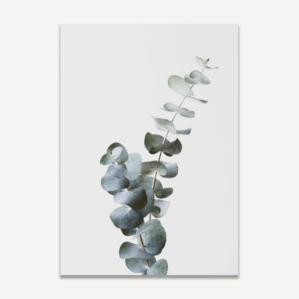 Eucalyptus gum leaves print highlighting the intricate patterns of green foliage on a white background, adding a touch of nature to your wall decor.