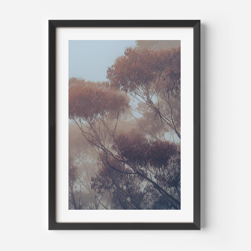 Misty Gums Art Print