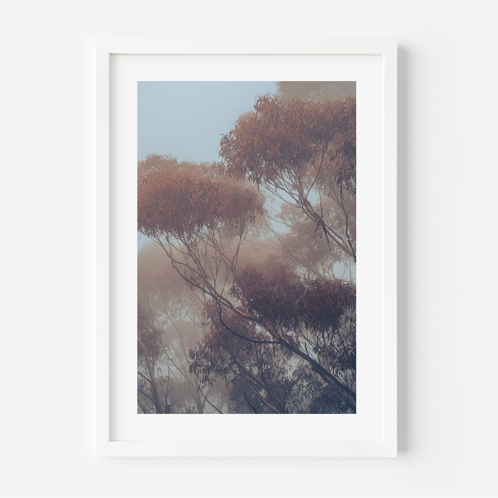 A framed photograph of eucalyptus trees with red-tinted branches, likely captured in misty conditions.