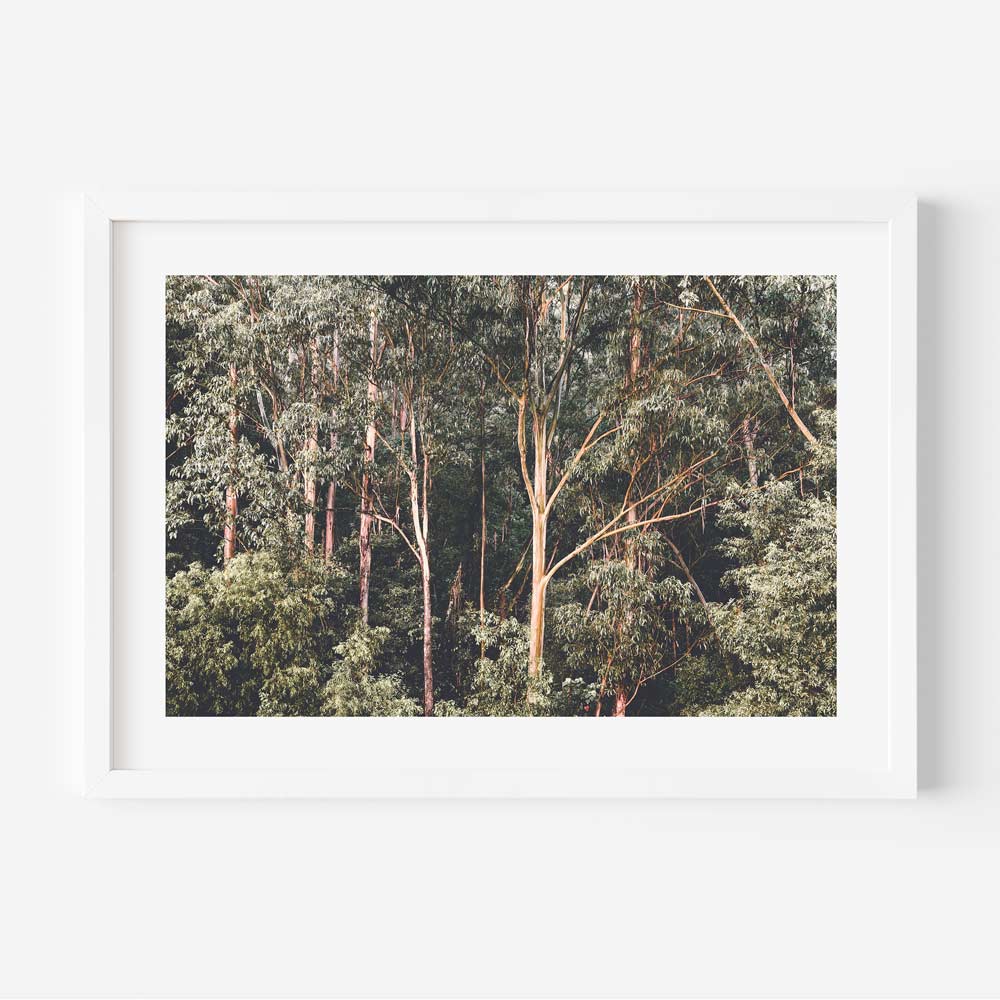A framed photograph of a dense green forest with tall trees, predominantly eucalyptus, filling the frame.