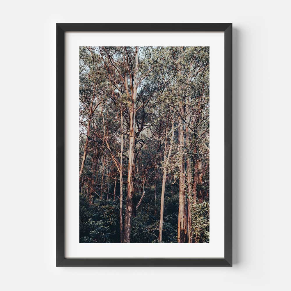 Kangaroo Valley II Art Print