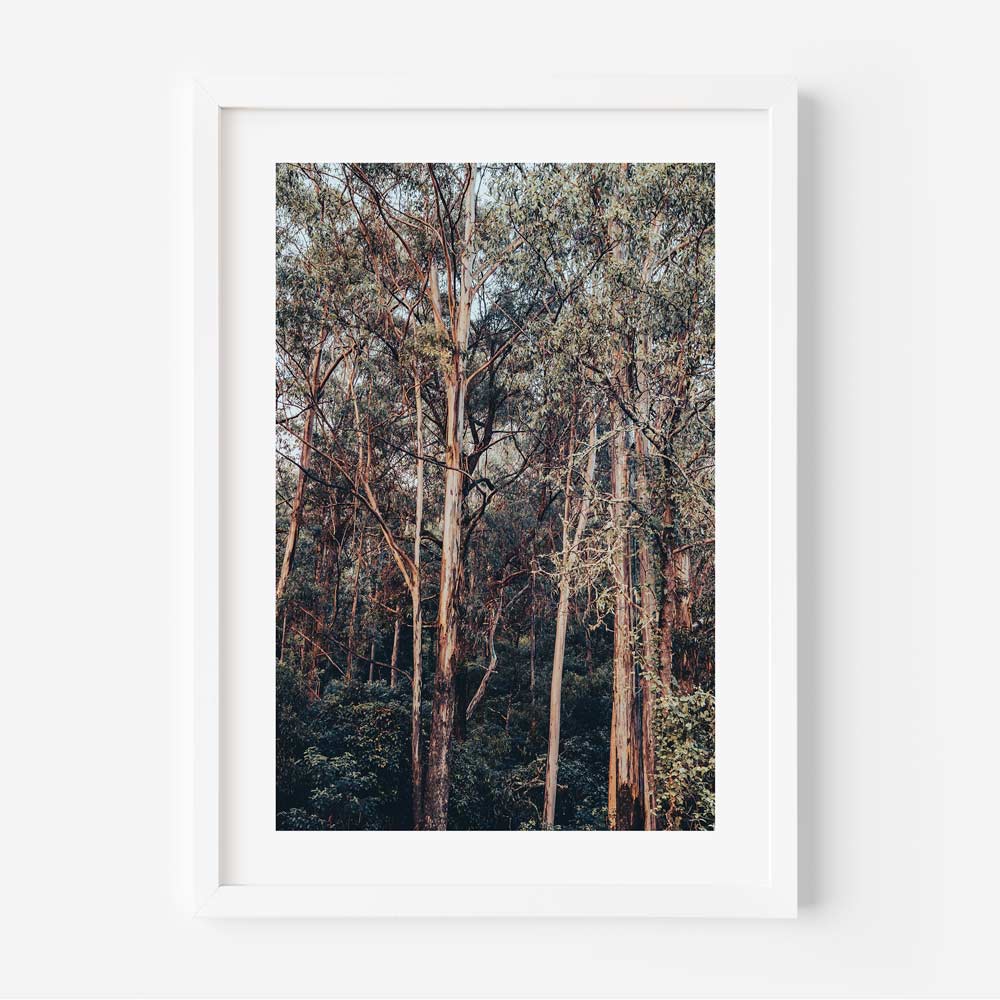 A framed photographic print of a forest with tall trees predominantly in green color, with a white frame.