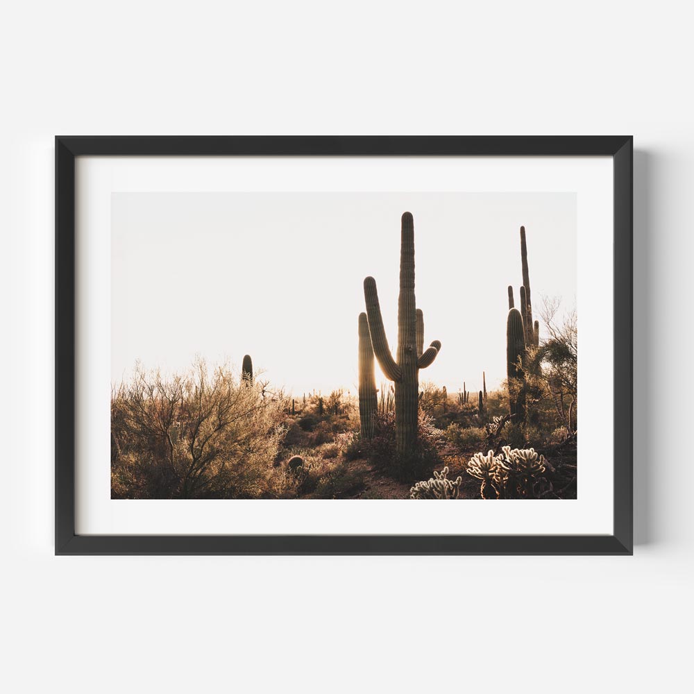 Tucson Sunset Spines Art Print
