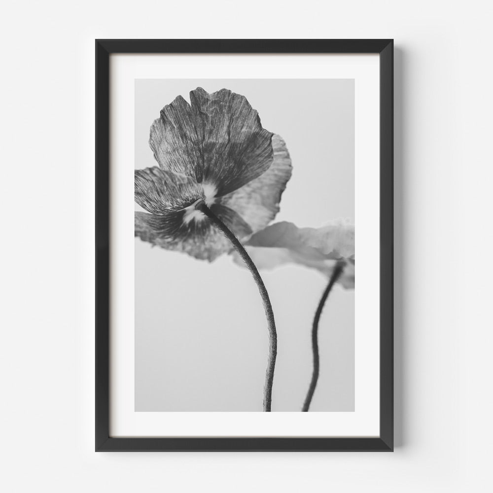 BW Poppies II Art Print
