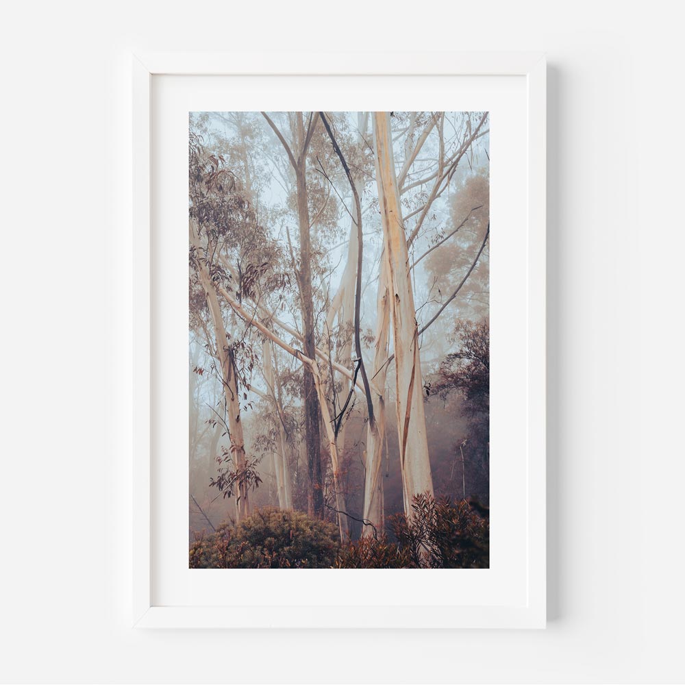 A framed photograph of eucalyptus trees in a misty environment, with a predominantly white and orange color palette.