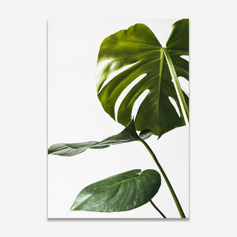 Monstera leaf print - canvas art for modern wall decor by Oblongshop.