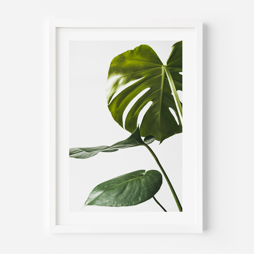 Monstera leaf print - fine art wall decor for homes and offices by Oblongshop.