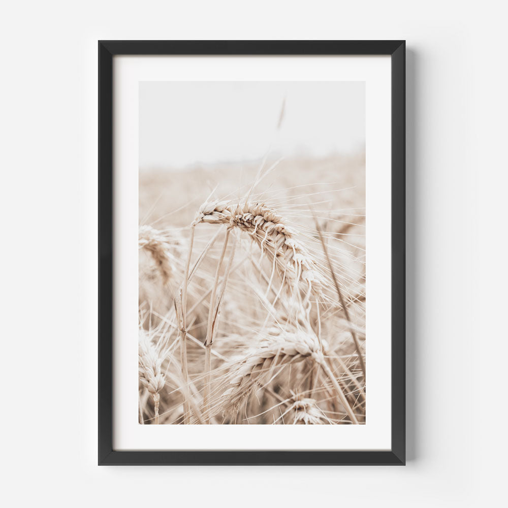 Barley II Art Print