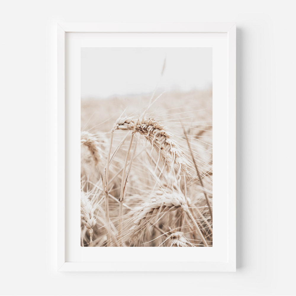 A framed wall art print featuring a close-up photograph of a barley field with a neutral color palette.