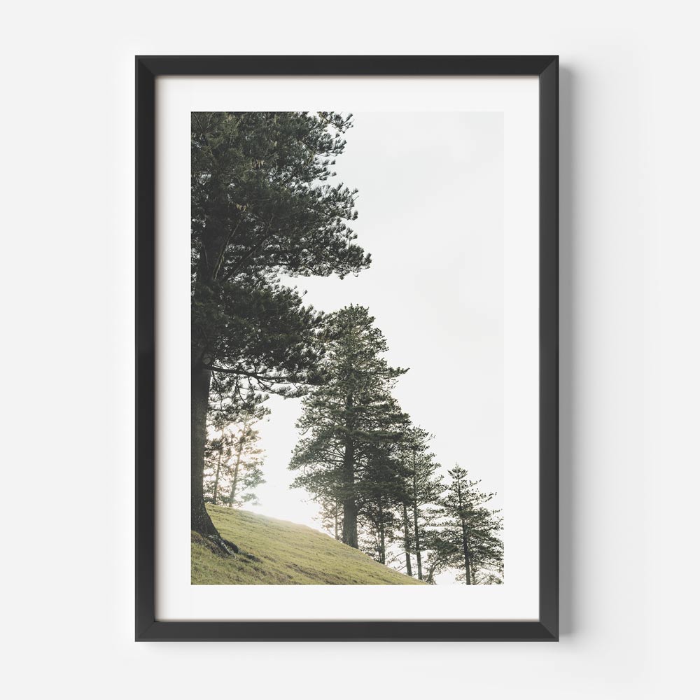 Norfolk Pine Art Print