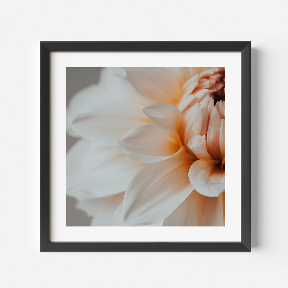 Peach Dahlia Flower Art Print