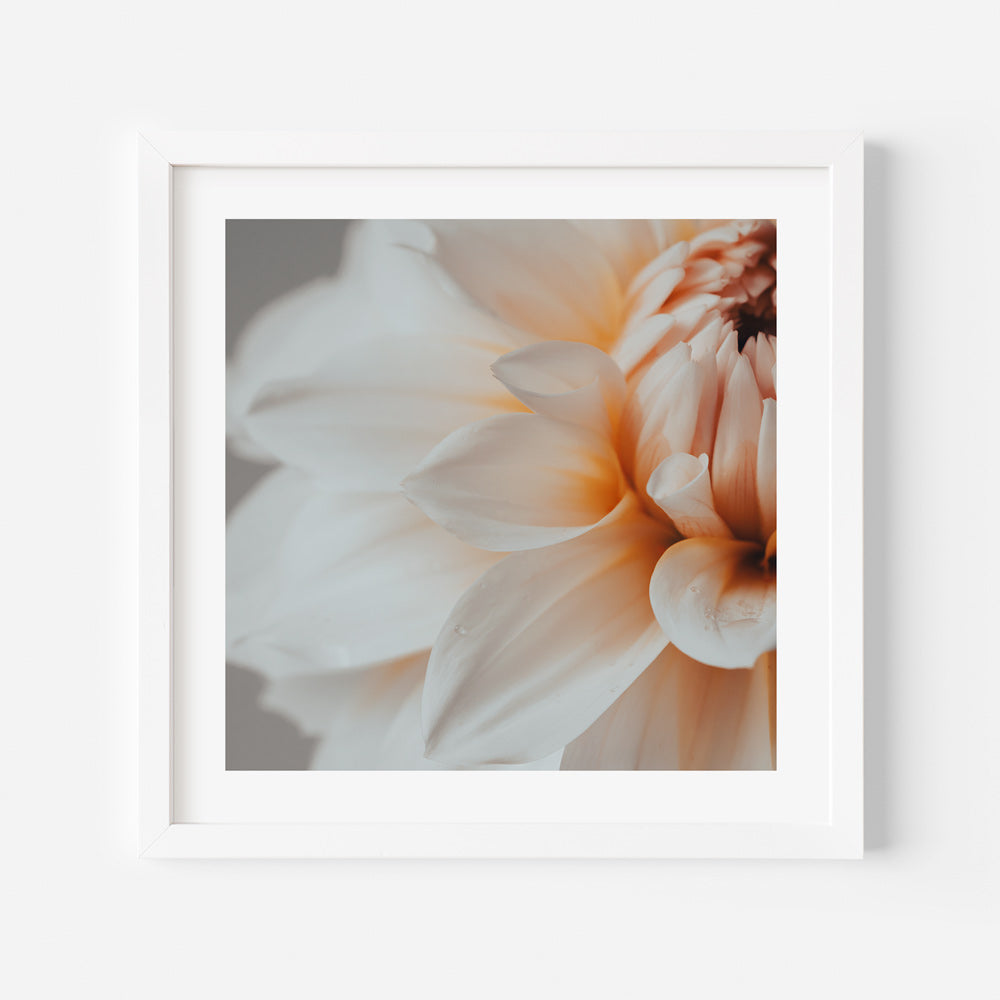 Peach Dahlia Flower Art Print