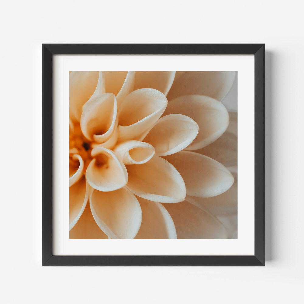 Peach Dahlia Art Print