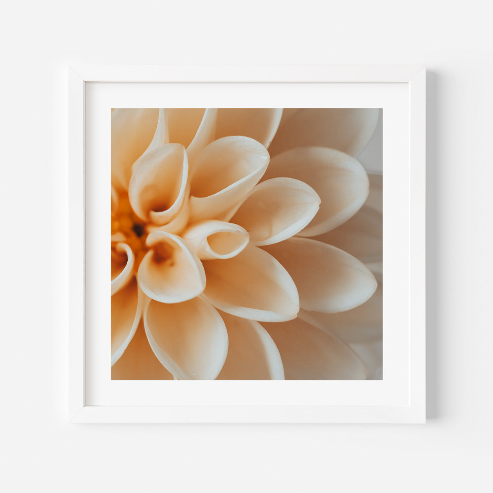Peach Dahlia Art Print