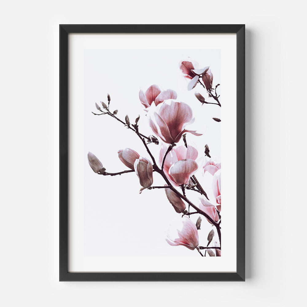 Pink Magnolia Art Print