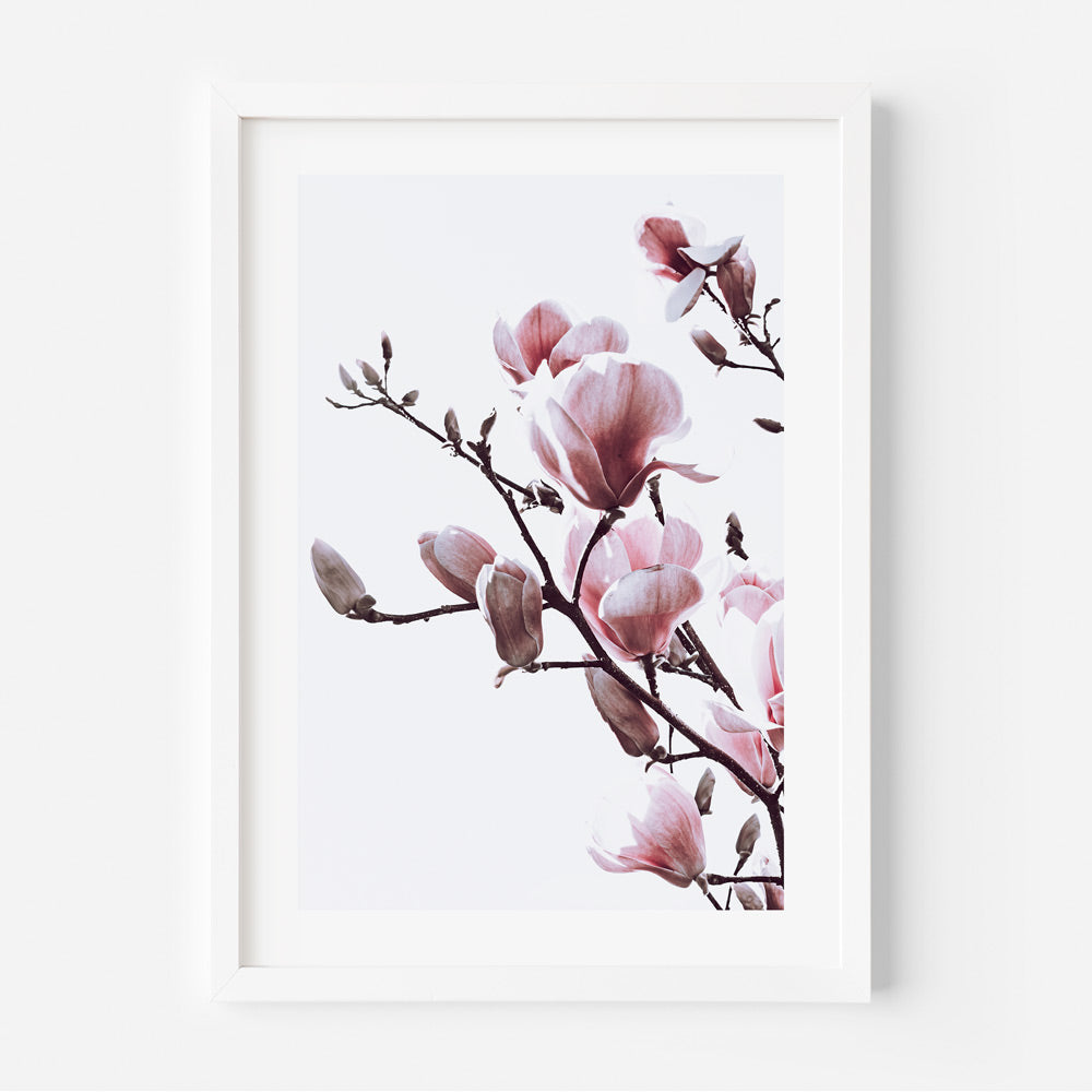 Pink Magnolia Art Print
