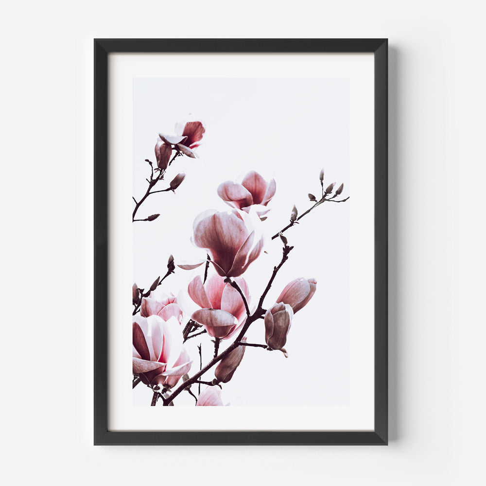 Pink Magnolia Blooms Art Print