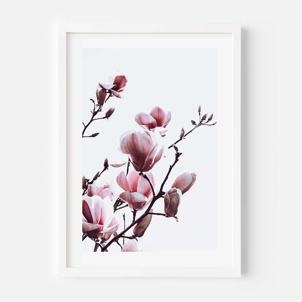 Pink Magnolia Blooms Art Print