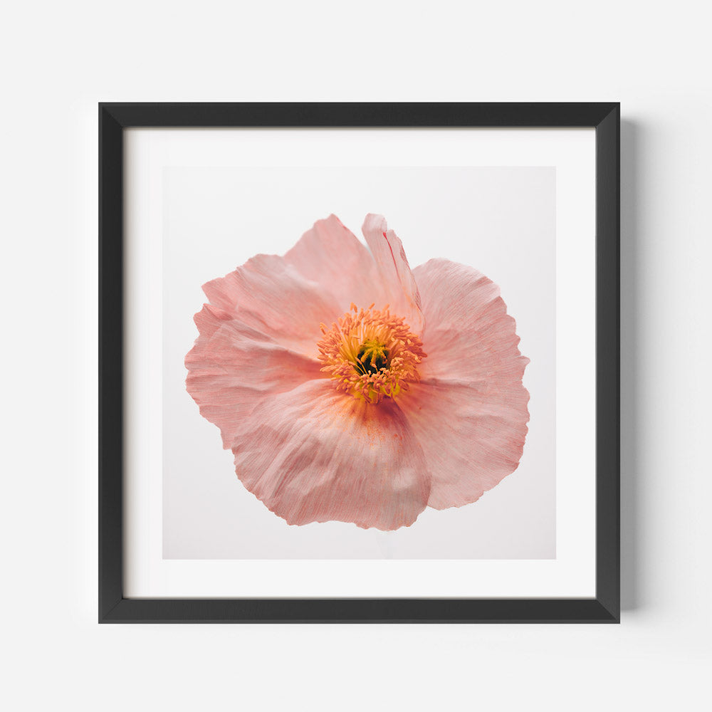 Pink Poppy SQ Art Print