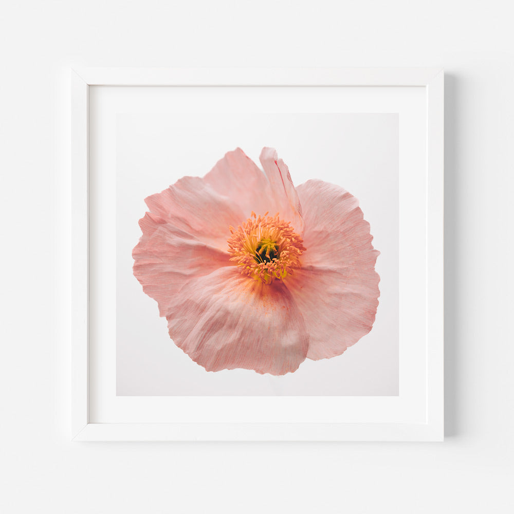 A framed photograph of a pink poppy flower with an orange center, against a white background.