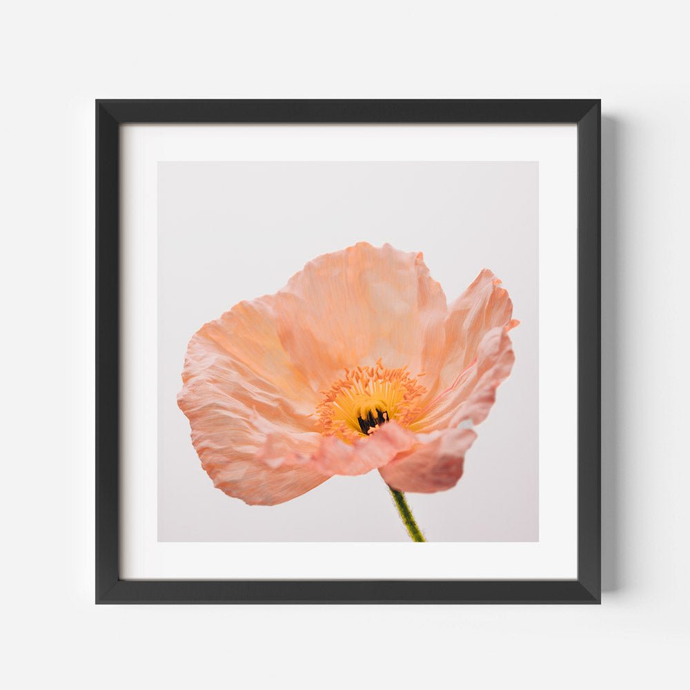 Peach Poppy SQ Art Print