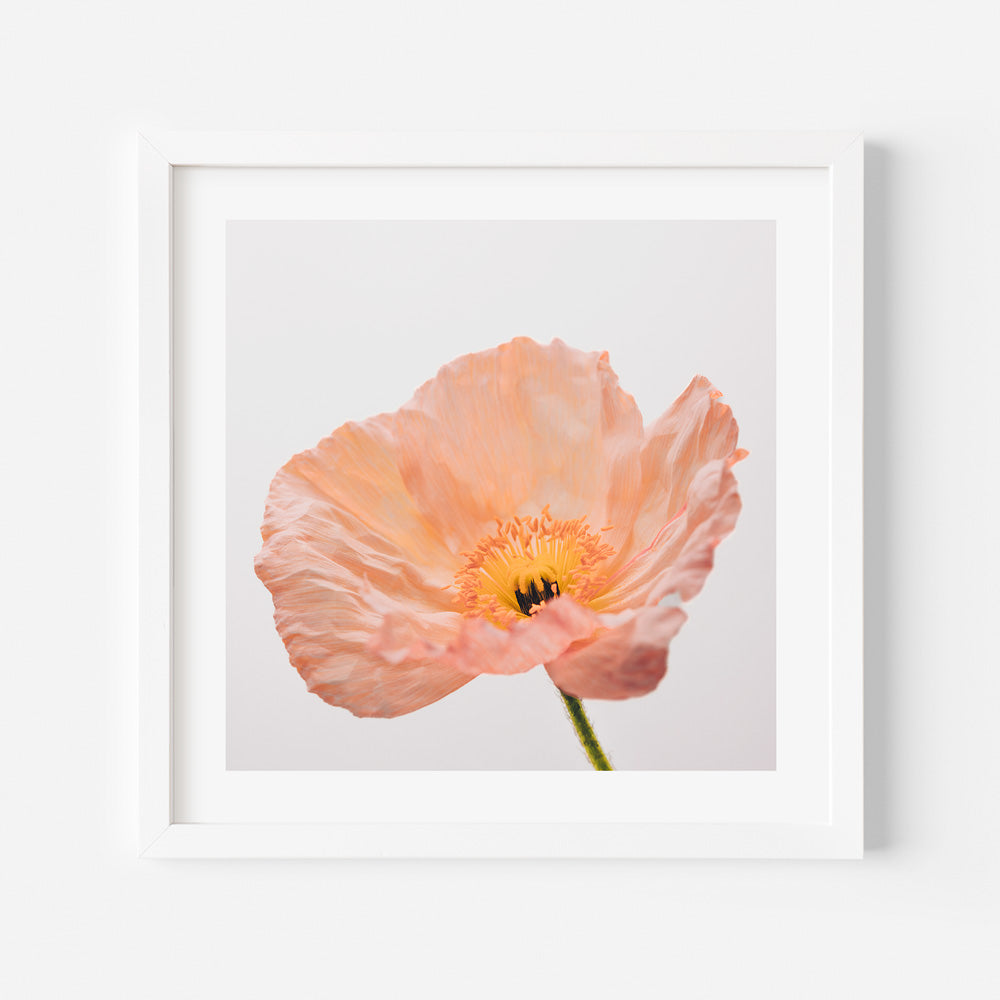 A framed photograph of an orange poppy flower against a white background.