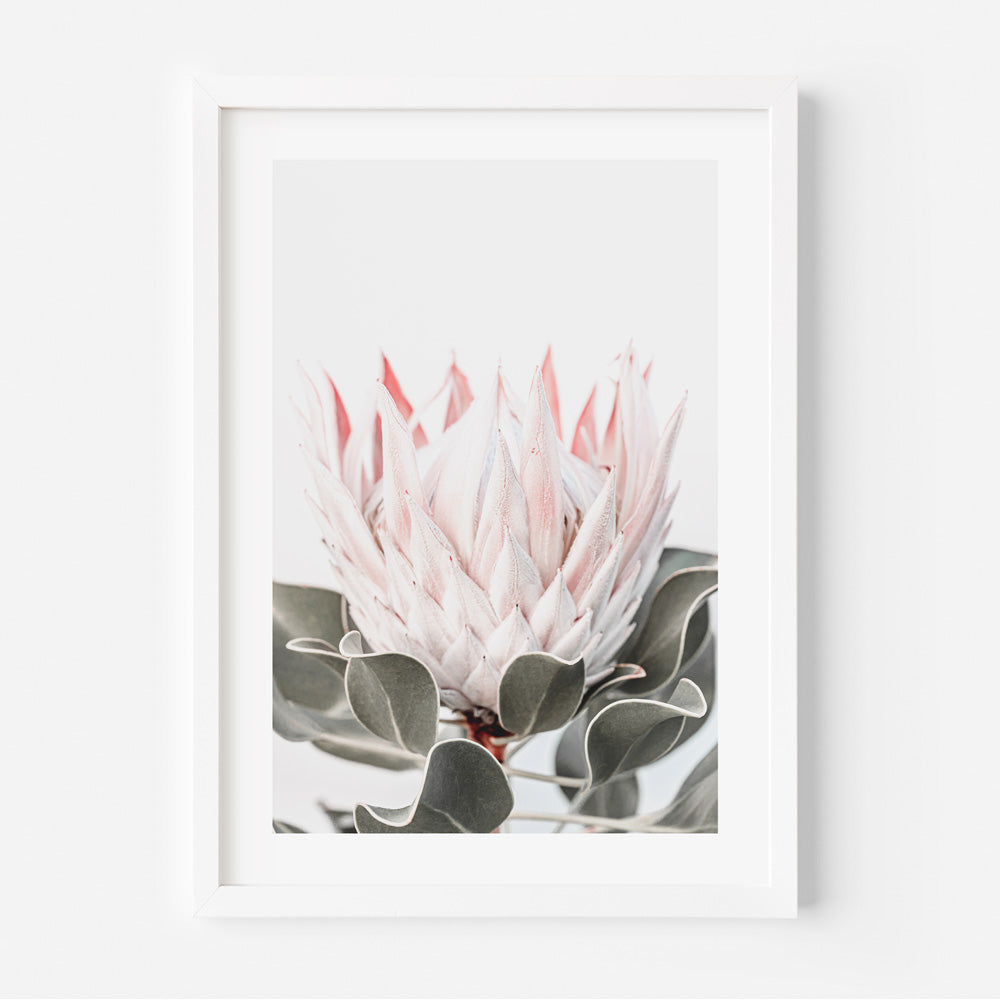 Stunning framed print capturing the beauty of a Queen Protea flower, perfect for adding elegance to your wall decor.