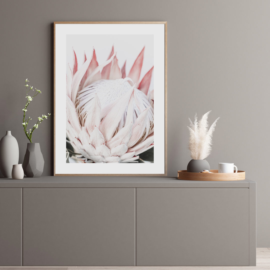 Queen Protea Canvas Print: Captivating image of a bloomed Queen Protea flower, ideal for canvas prints and original photography decor.