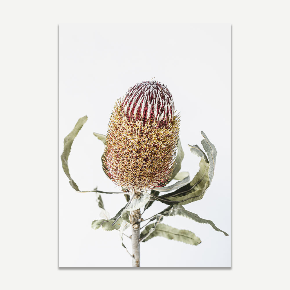 Red Banksia Flower Art Print
