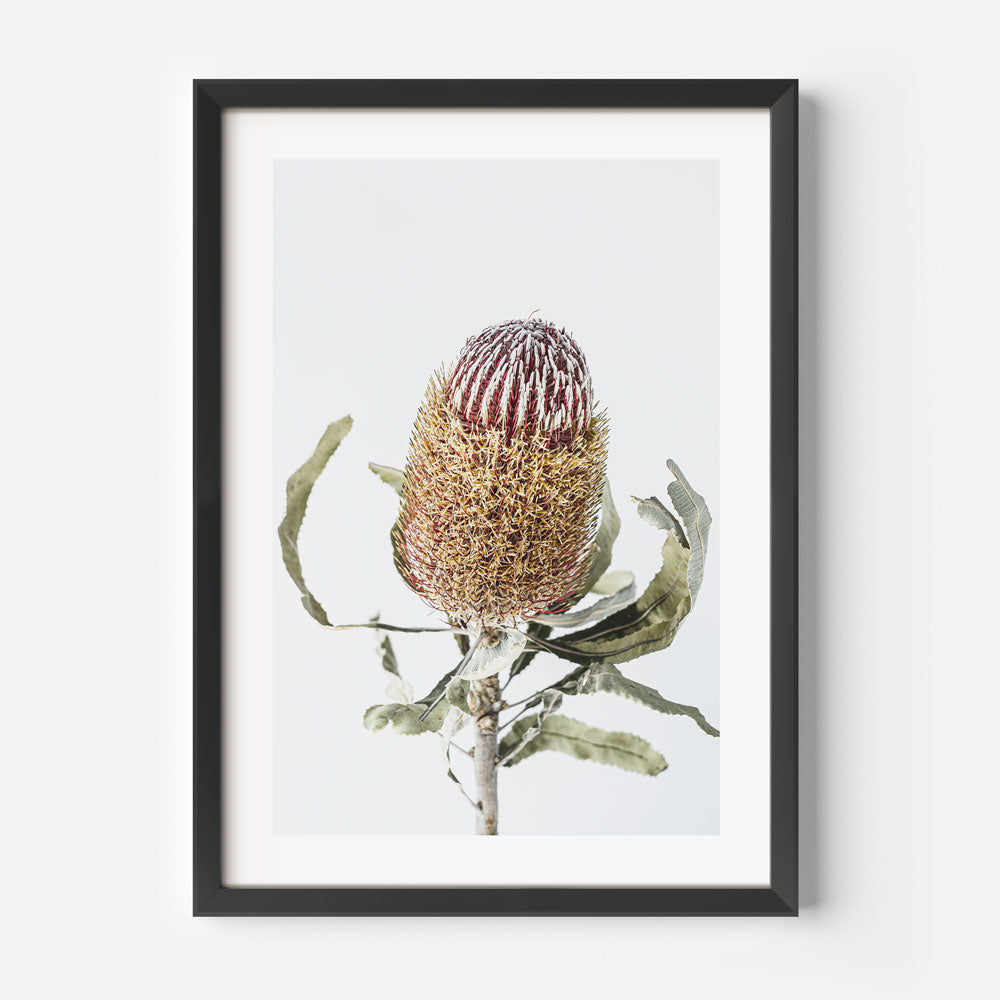 Red Banksia Flower Art Print