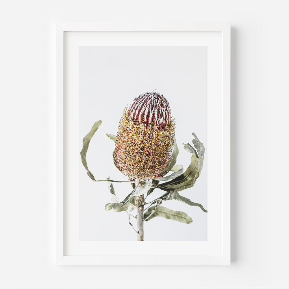 Red Banksia Flower Art Print