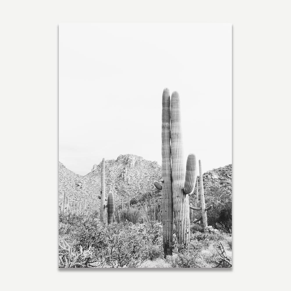 Black and white photograph of Saguaro cacti in a desert landscape, with mountains in the background.