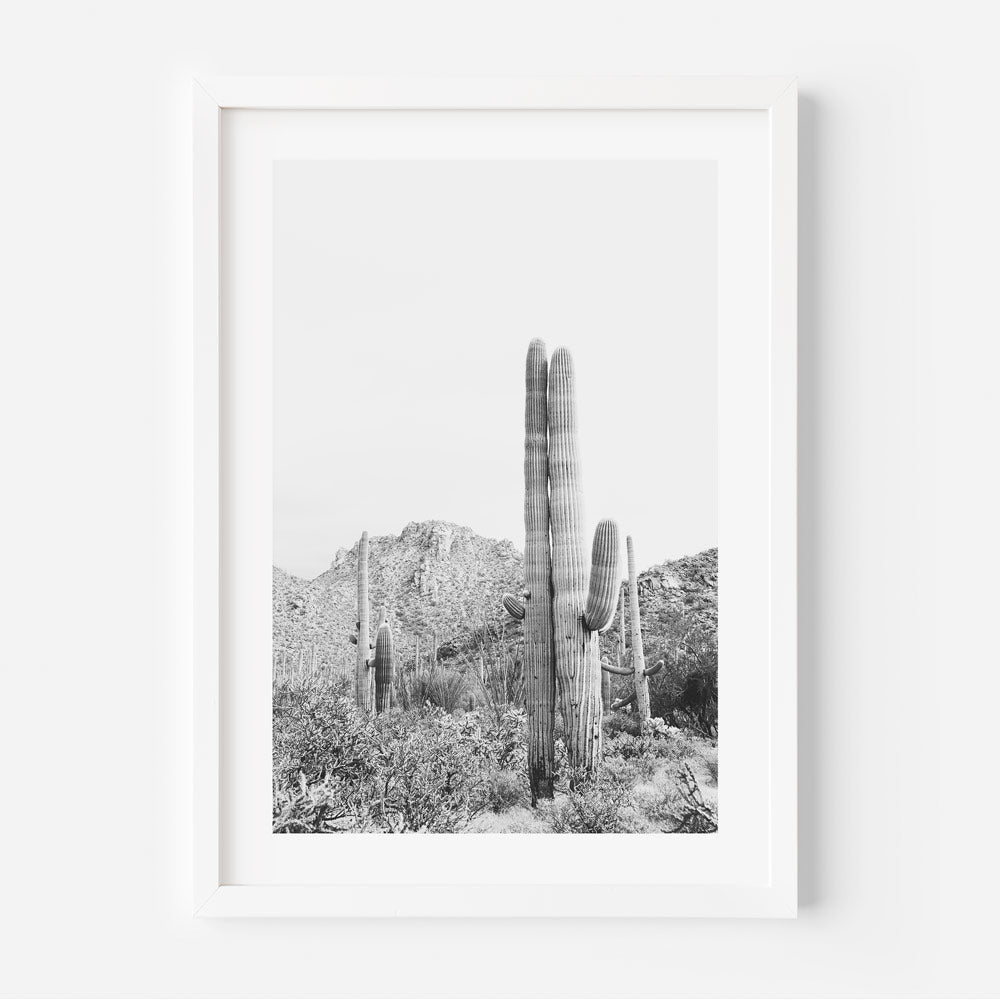 A black and white photograph of a landscape featuring saguaro cacti in a national park.