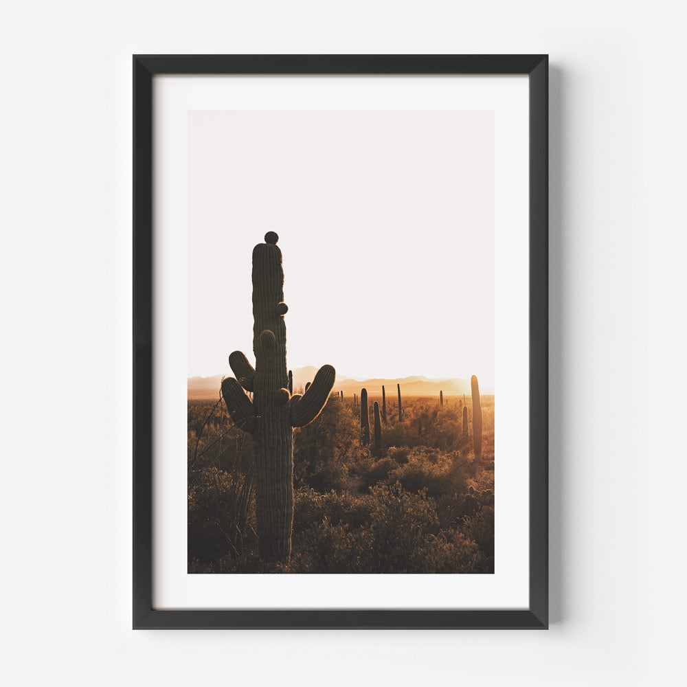 Sundown in Saguaro Park Art Print