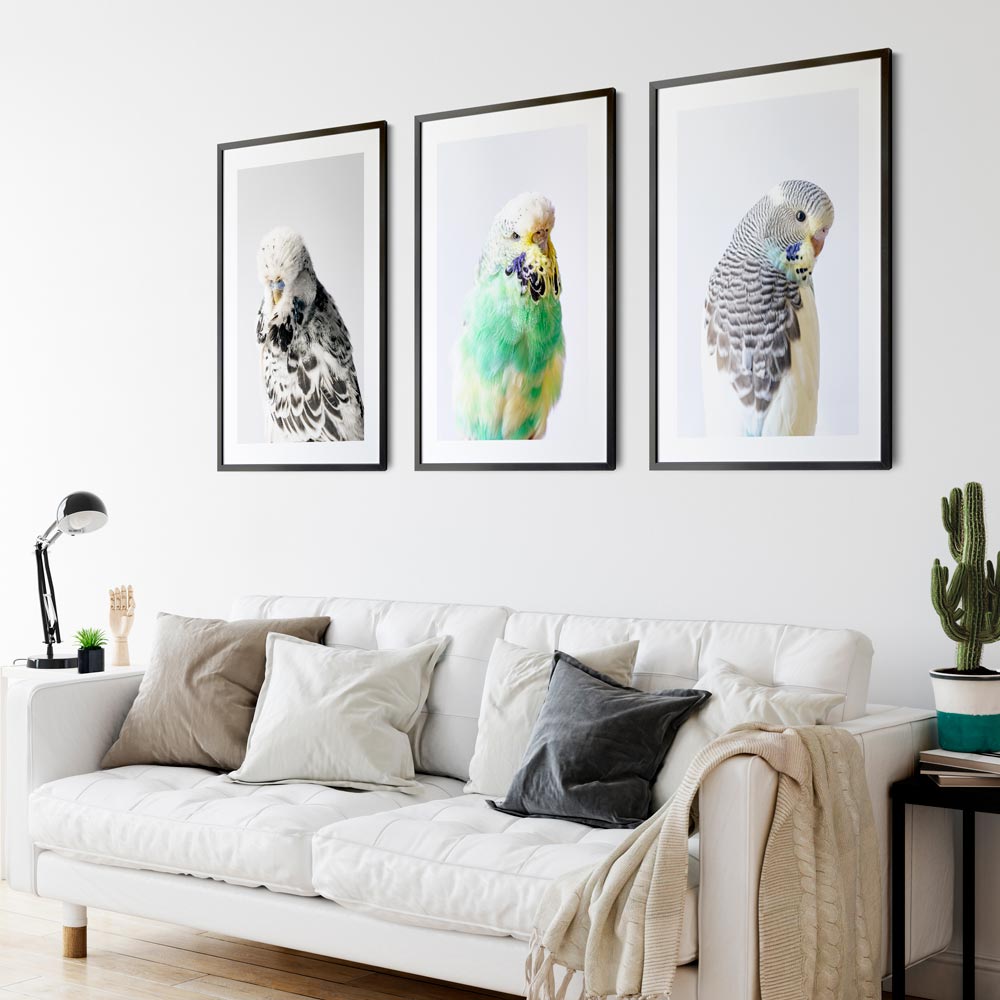 Set of 3 Art Prints - Pied Budgerigars
