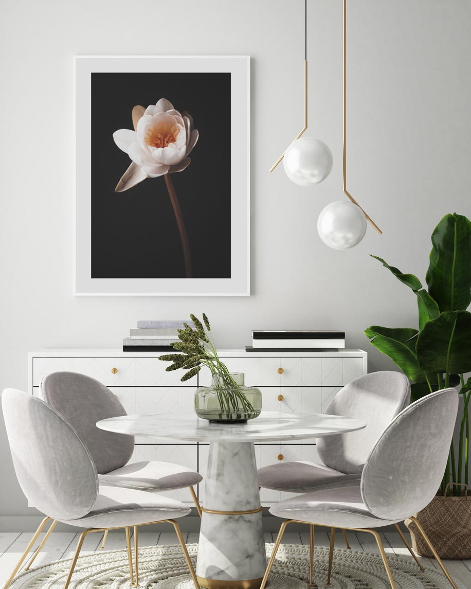Solo Water Lily Art Print