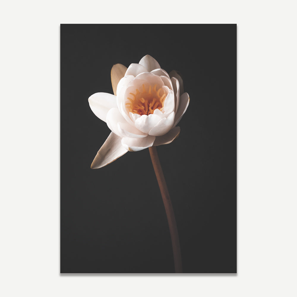 A photographic print of a single water lily flower with a black background.