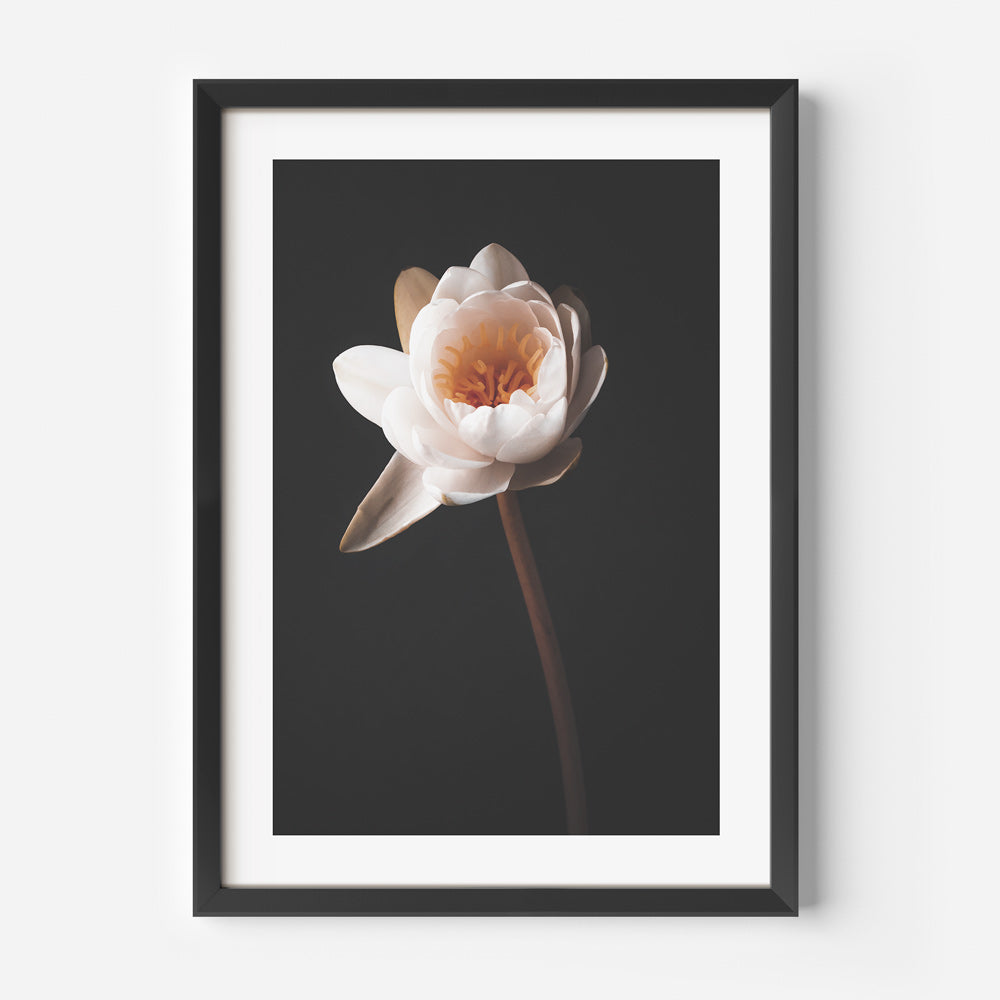 Solo Water Lily Art Print